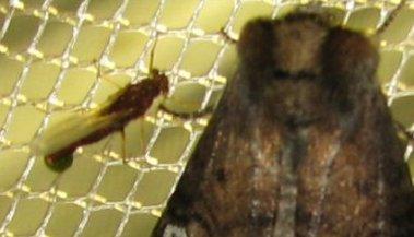 Serratella ignita